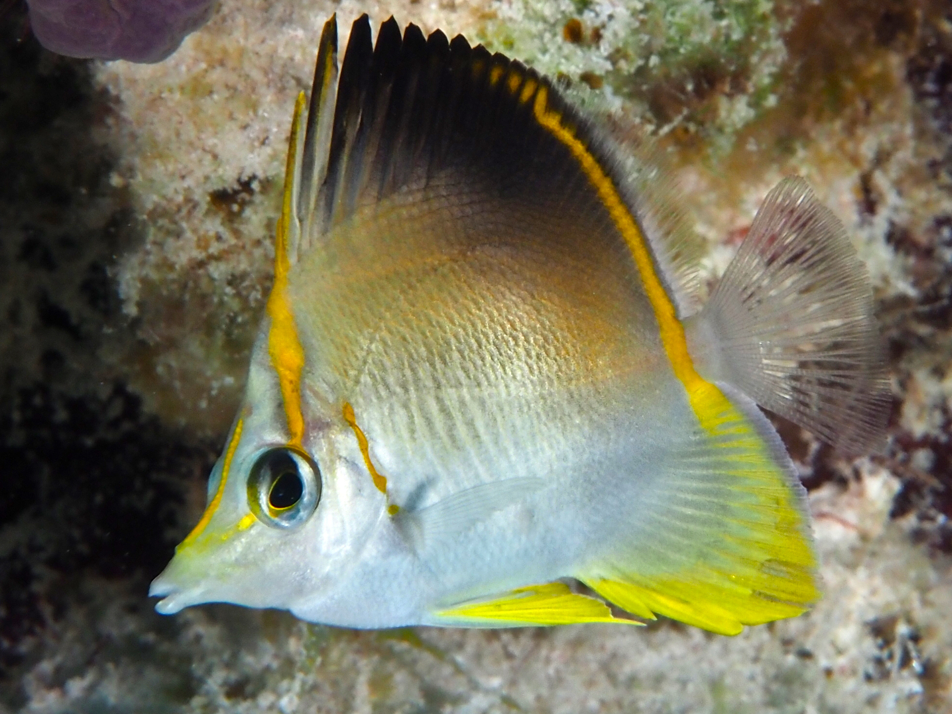 Longsnout Butterflyfish